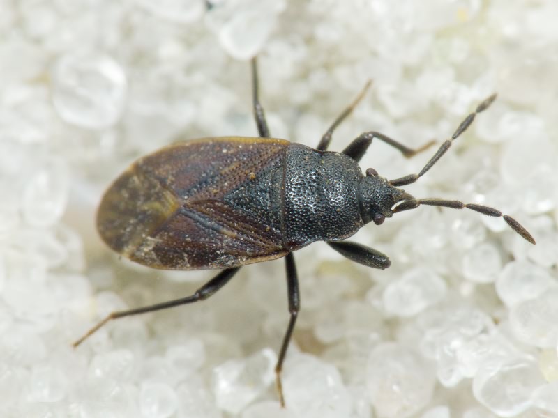 Drymus (Sylvadrymus) sylvaticus (Fabricius, 1775)
